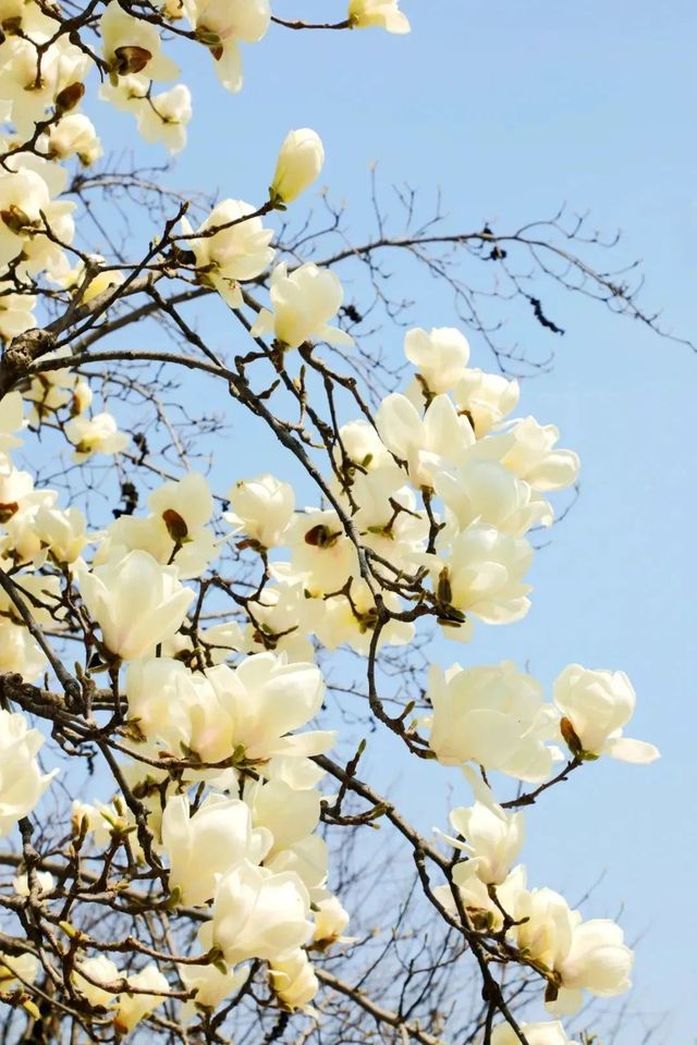 踏青！賞花！秦嶺野生動物園與萌寵們擁抱春天
