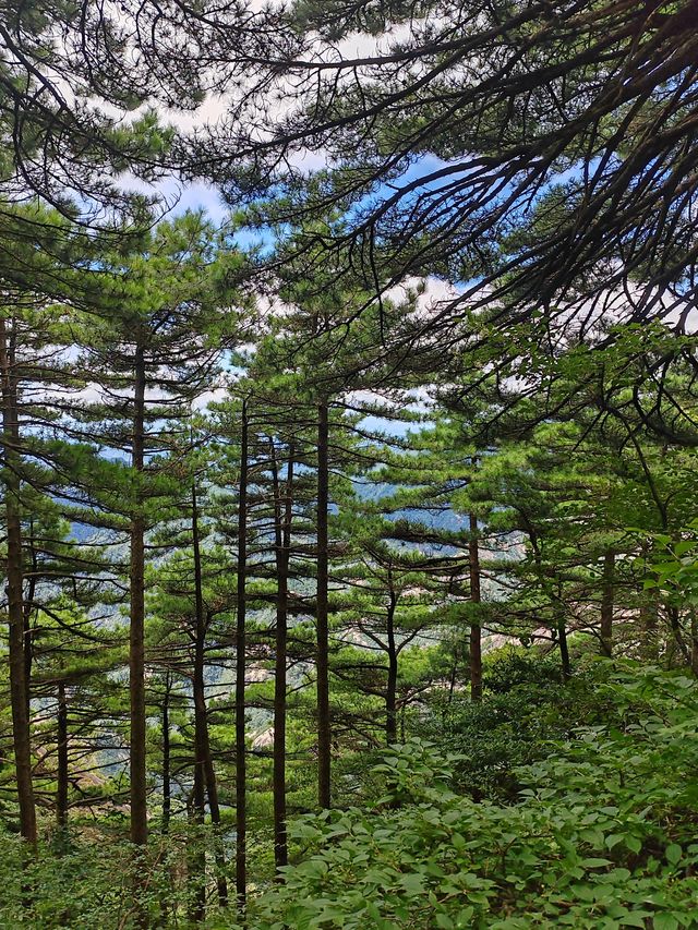 不費力黃山一日遊