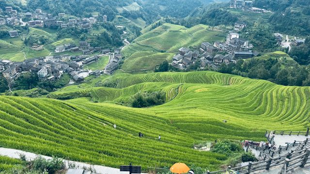 龍脊梯田|10月金色海浪拍照全攻略 龍脊梯田|10月金色海浪拍照全攻略