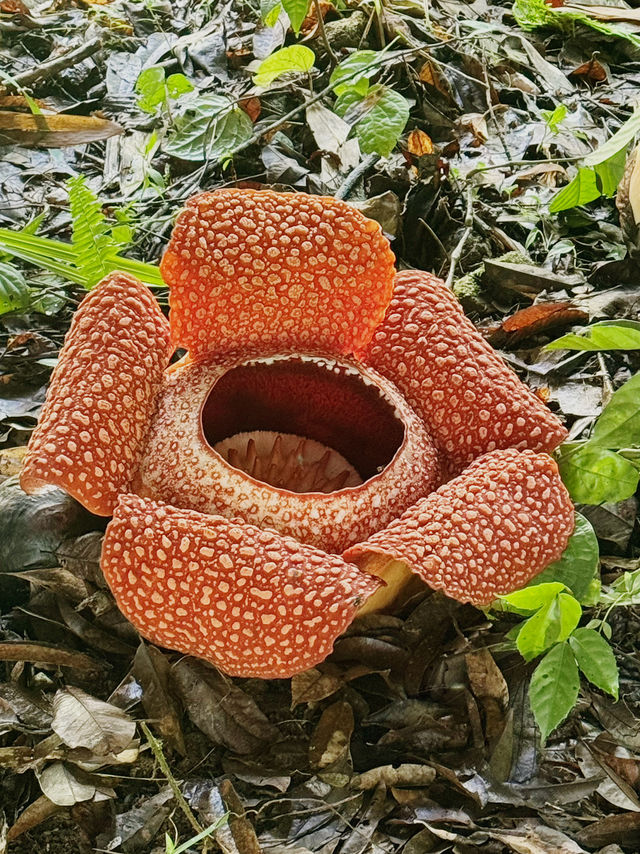 Amazing Kota-Kinabalu! Amazing Kota-Kinabalu!