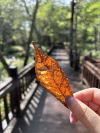 湯旺河還是得淡季來玩，能看到各種動植物