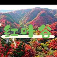 濟南紅葉谷一日遊攻略