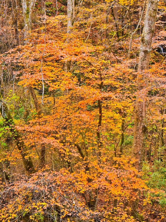 免門票|漢中黎坪紅葉即將進入最佳觀賞期