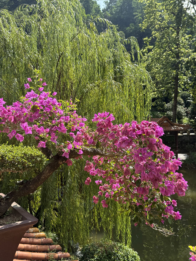 仙湖植物園：深圳綠肺，藏盡四季植物奇觀