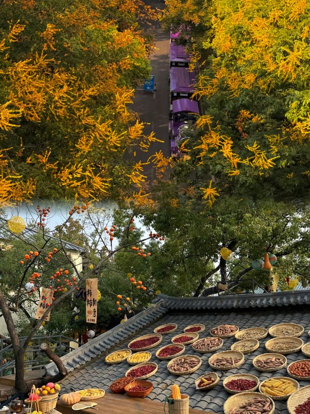 在長沙秋天散步：桂花香裡混著臭豆腐味，絕了！