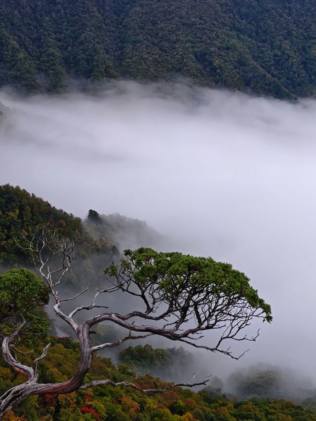 神農架雲海仙境一眼萬年,國慶必打卡 神農架雲海仙境一眼萬年,國慶必打卡