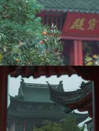 柿紅雀滿枝｜南京毗盧寺