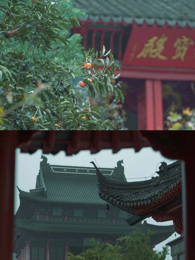 柿紅雀滿枝｜南京毗盧寺