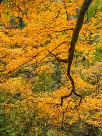 被《國家地理》評為中國最美紅葉秘境，有多絕