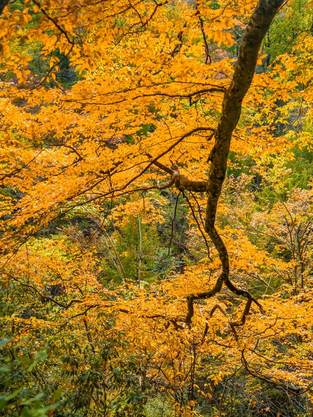 被《國家地理》評為中國最美紅葉秘境，有多絕