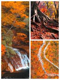 亞洲最大紅葉秘境!光霧山30天超長賞秋攻略