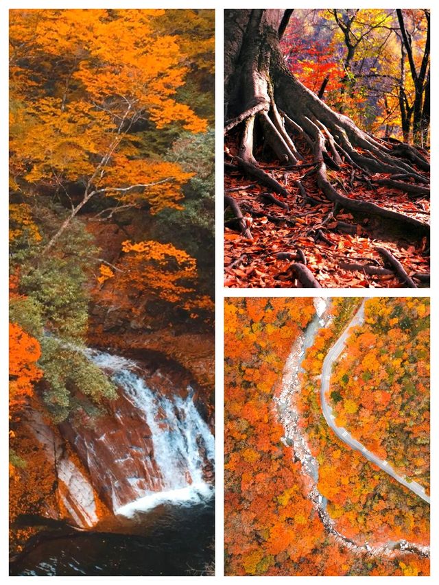 亞洲最大紅葉秘境!光霧山30天超長賞秋攻略 亞洲最大紅葉秘境!光霧山30天超長賞秋攻略