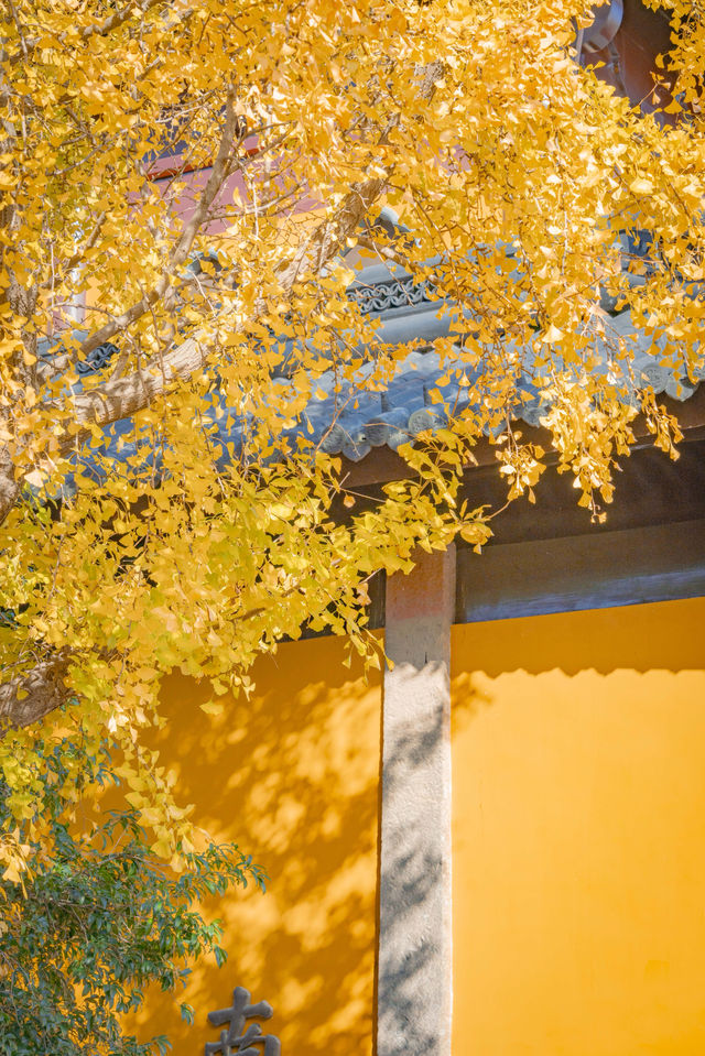 蘇州寺廟的秋天,感受秋天的神秘秘境 蘇州寺廟的秋天,感受秋天的神秘秘境