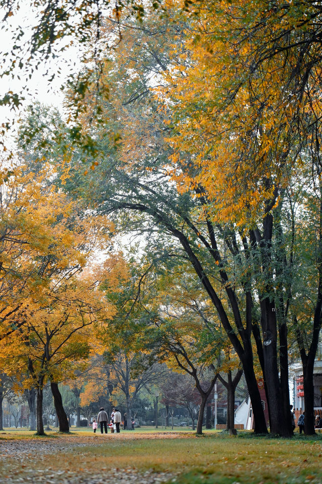 洛陽秋天所有的顏色都藏在隋唐植物園裡