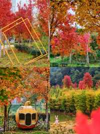 廣州出發!2.5小時車程找到廣東秋日拍照聖地