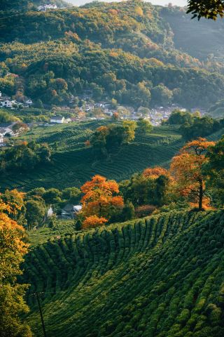 In half a month, this tea garden in Hangzhou will reach its peak beauty