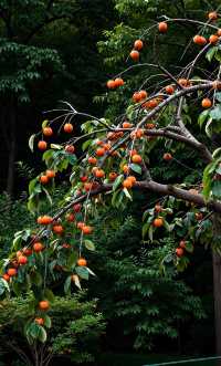 逃離喧囂！邂逅「天下第一水」楠溪江