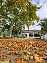 婺源秋色獨家攻略就在銀杏谷民宿