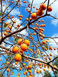 浙江人的秘密後花園！楠溪江才是真正的江南山水天花板