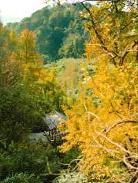 浙江賞銀杏天花板！私藏的小眾絕美路線