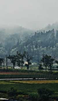 大紅袍品茶體驗