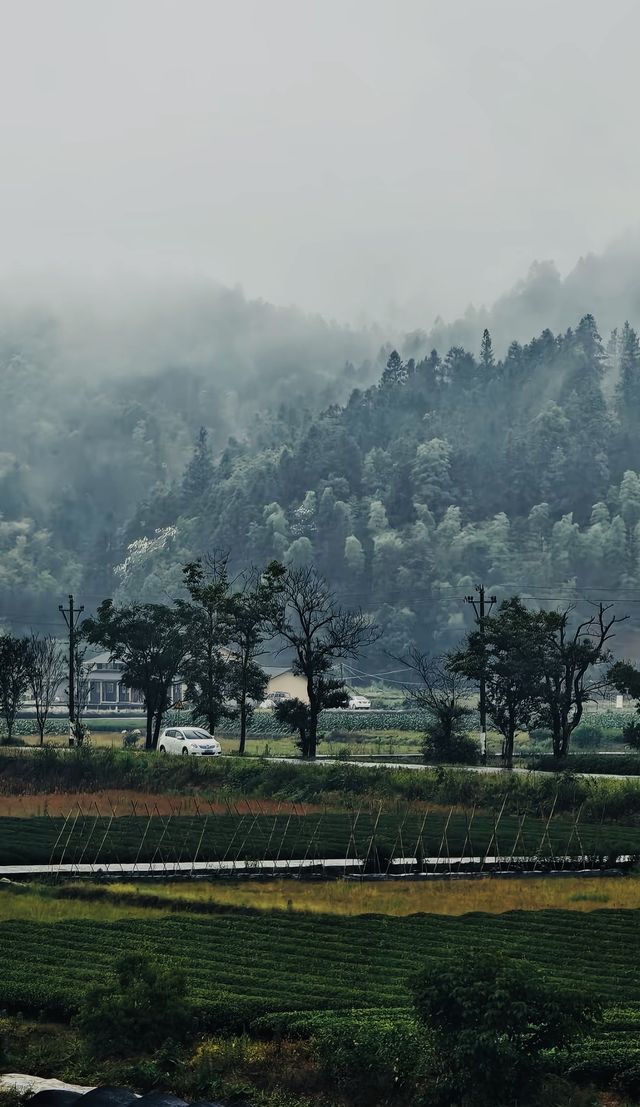 大紅袍品茶體驗