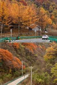 留壩紅葉打卡攻略