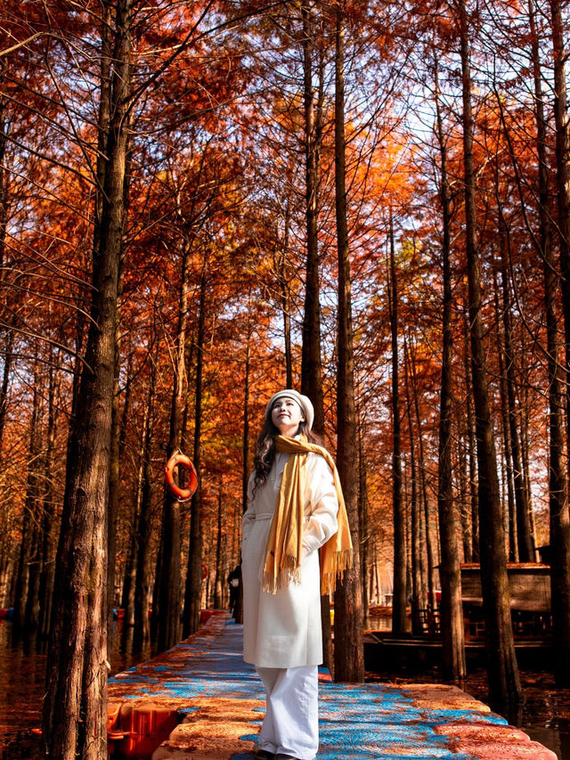 休寧朱村落羽杉｜闖入現實版油畫秋色世界