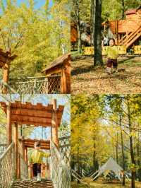 杭州出發1h,銀杏林農場是秋冬遛娃天花板