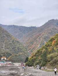 平武沙棘溝彩林形成了,付攻略!