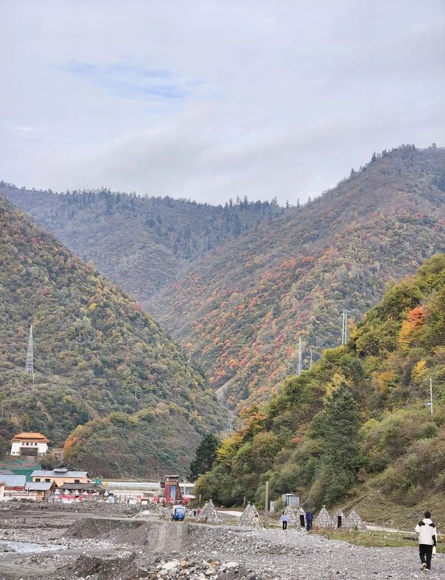 平武沙棘溝彩林形成了,付攻略! 平武沙棘溝彩林形成了,付攻略!