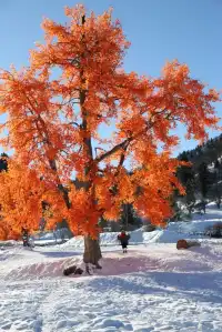 伊犁的雪是裹著蘋果香的浪漫-7天6晚攻略