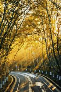 南京賞秋倒數最後10天必打卡的絕美秋色攻略