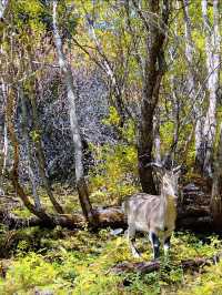 稻城亞丁秘境沖古草甸才是真正的世外桃源!