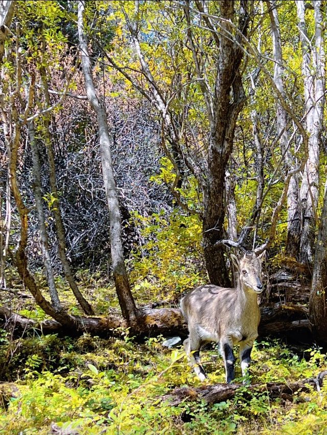 稻城亞丁秘境沖古草甸才是真正的世外桃源! 稻城亞丁秘境沖古草甸才是真正的世外桃源!