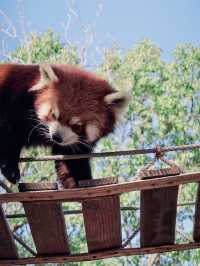 上海野生動物園全攻略：輕鬆遛娃不踩雷