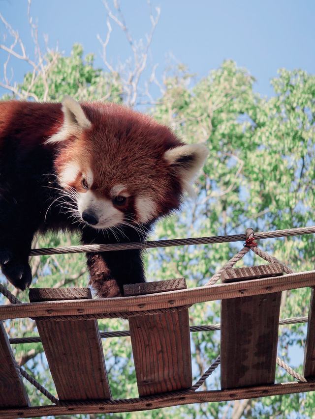 上海野生動物園全攻略：輕鬆遛娃不踩雷