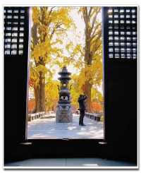 別擠外灘！青浦千年銀杏藏著上海最美秋！