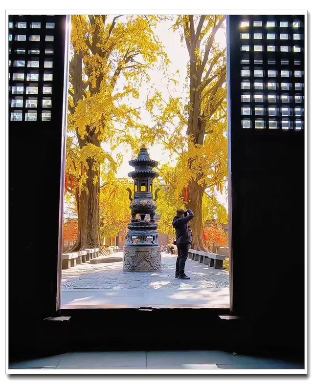 別擠外灘！青浦千年銀杏藏著上海最美秋！