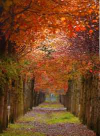 絕美！上海1.5h直達楓葉島，賞秋必去！