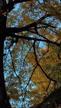 銀杏樹下慢時光,德化丁榮村