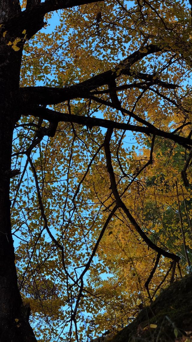 銀杏樹下慢時光,德化丁榮村 銀杏樹下慢時光,德化丁榮村