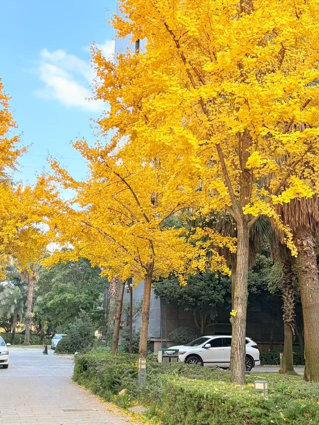 這個秋天,來昆明住進金色銀杏的童話裏 發現昆明小眾打卡地 - 維也納國際酒店(昆明高鐵南站市政府 這個秋天,來昆明住進金色銀杏的童話裏 發現昆明小眾打卡地 - 維也納國際酒店(昆明高鐵南站市政府