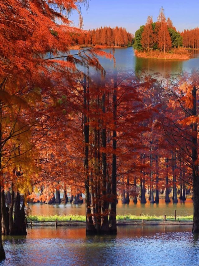 太仙了！夢幻森林，邂逅青西郊野公園的水上童話