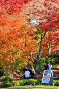 名古屋紅葉 東山植物園2025.11.27