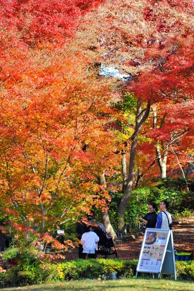 名古屋紅葉 東山植物園2025.11.27 名古屋紅葉 東山植物園2025.11.27