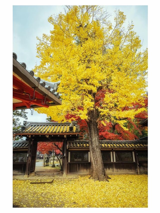 奈良小眾秘境東大寺的鎮守社・手向山八幡宮的紅葉絕景