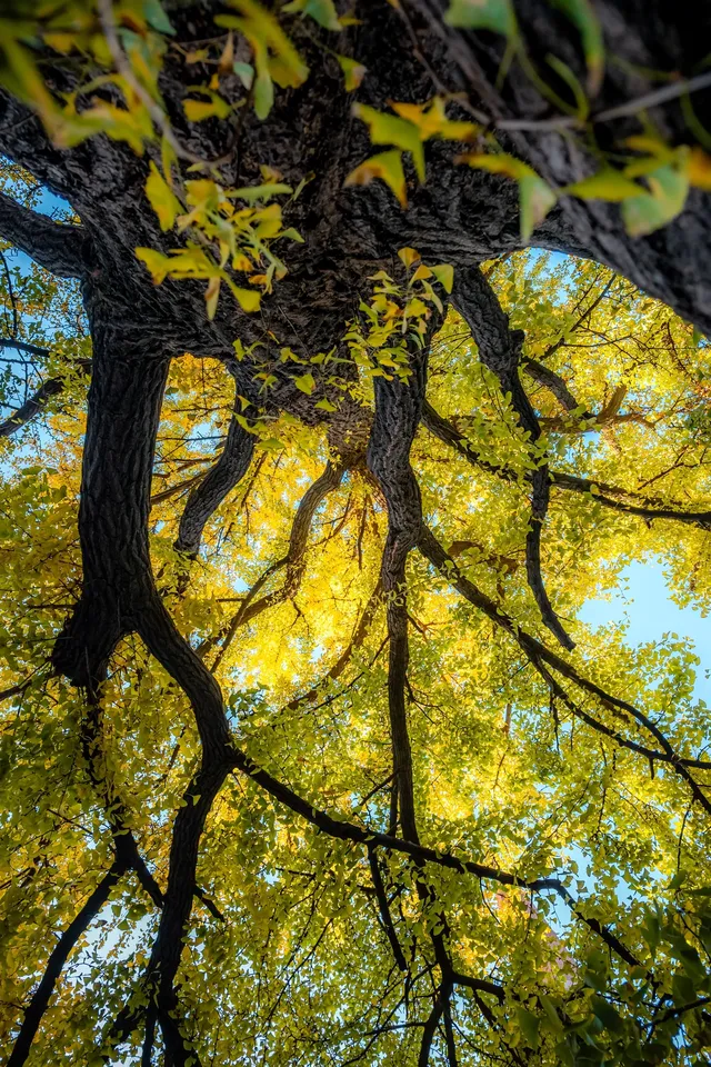 那道光撒向聖三一的銀杏上,也照進我的心裡 那道光撒向聖三一的銀杏上,也照進我的心裡