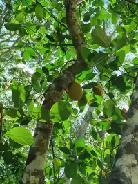 超值的!版納中科院植物園強推