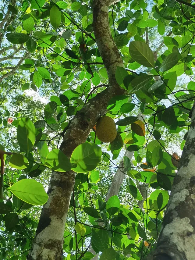 超值的!版納中科院植物園強推 超值的!版納中科院植物園強推
